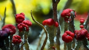 Life on Our Planet Season 1 EP 3