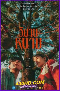 ดูหนัง วิมานหนาม The Paradise Of Thorns (2024) เต็มเรื่อง Netflix